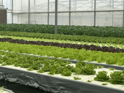 科技賦能聚力糧食安全 農(nóng)業(yè)硅谷綻放新&ldquo;豐&rdquo;景