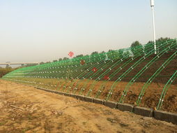 鋼管鍍塑大棚溫室建造 設計價格 鋼管鍍塑大棚溫室建造 設計型號規格