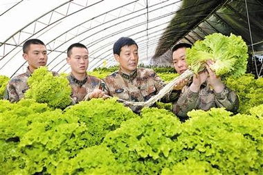 總后農(nóng)副業(yè)科技服務(wù)站建現(xiàn)代農(nóng)場 豐富 菜籃子