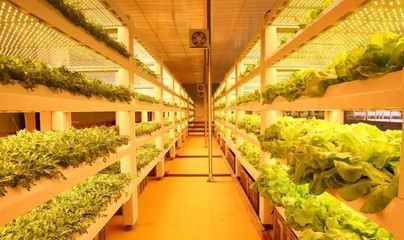 現代農業(yè)科技無土栽培模式有哪些?基質無土栽培、工廠化葉菜水培.