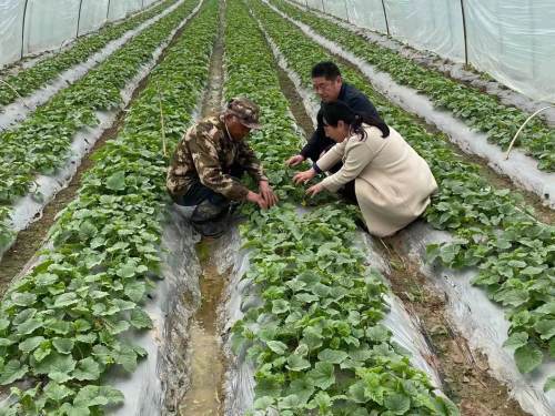 魚臺 開展香瓜種植直通式氣象服務(wù)