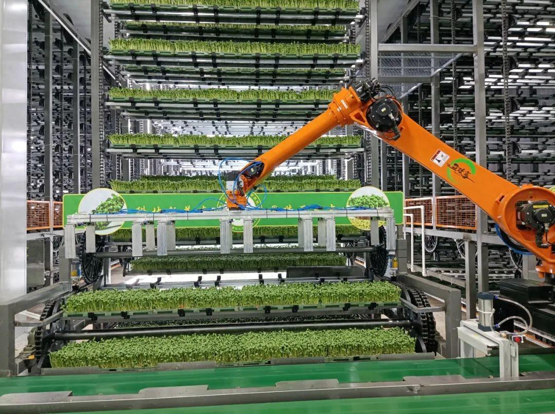 立體植物工廠種植,全程自動化,不施化肥農藥,年產可達50茬