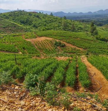 在農村搞個什么項目賺錢?探索農村致富新路徑,實現財富增長!